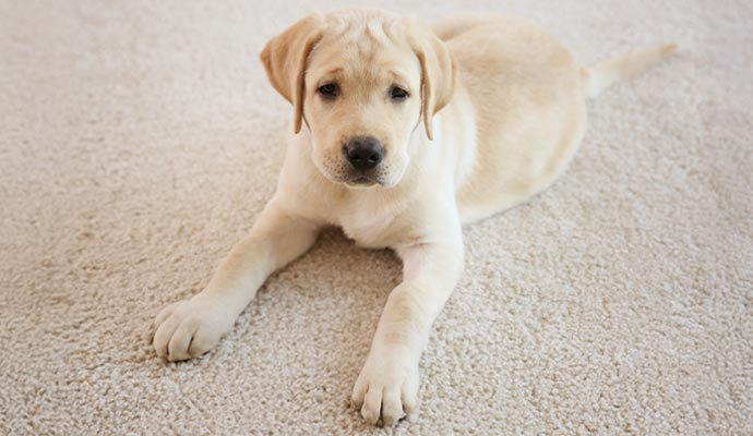 A pet is sitting on a rug