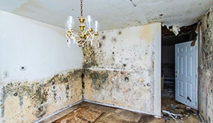 Mold damaged room