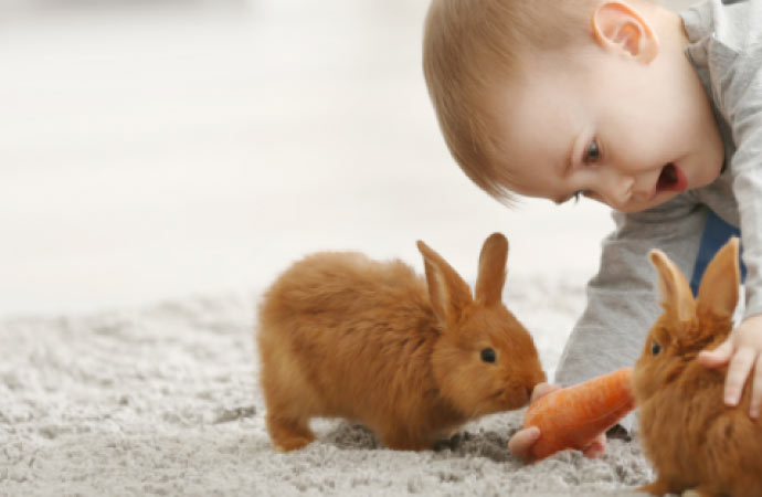 We offer carpet pet odor removal services for rabbits and other pets