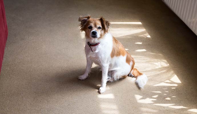 Small dog sitting on clean residential carpet