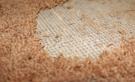 Damaged wool carpet by Moth