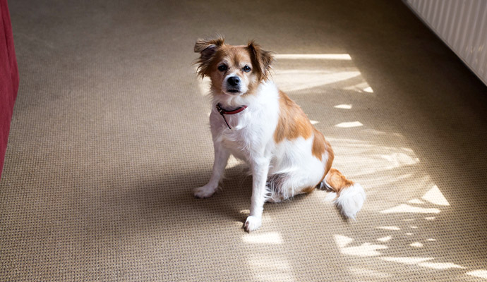 Small brown and white dog sitting on a carpet in a sunlit room