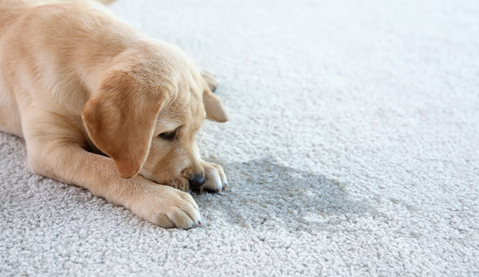 Puppy lying next to a stain on a light-colored carpet