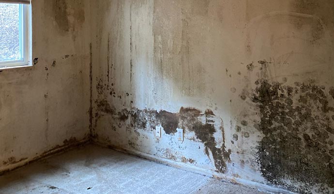 Moldy wall
