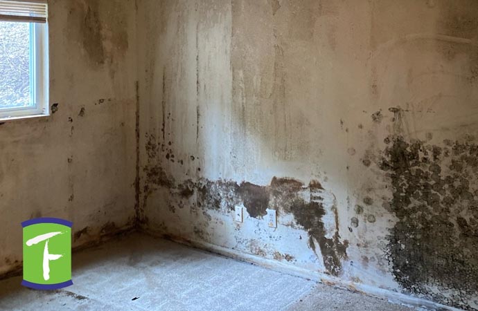 mold on the wall