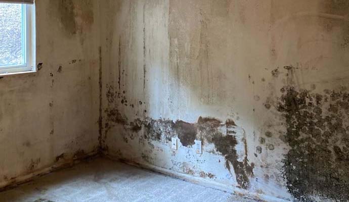 mold on the wall