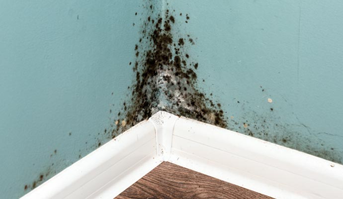 Microbial growth on wall