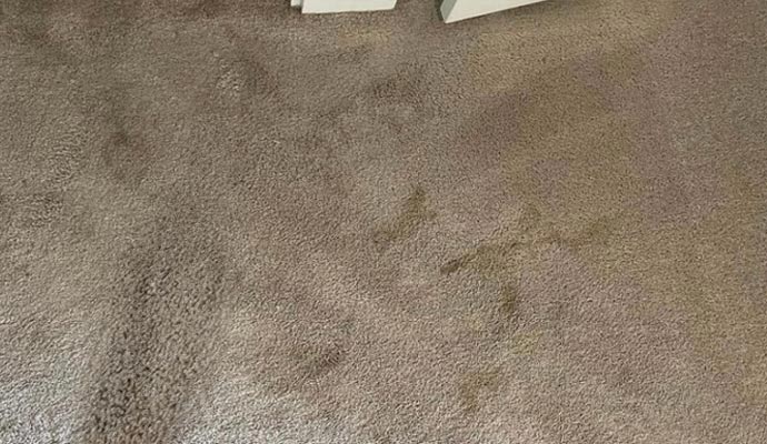 Mildew growth carpet