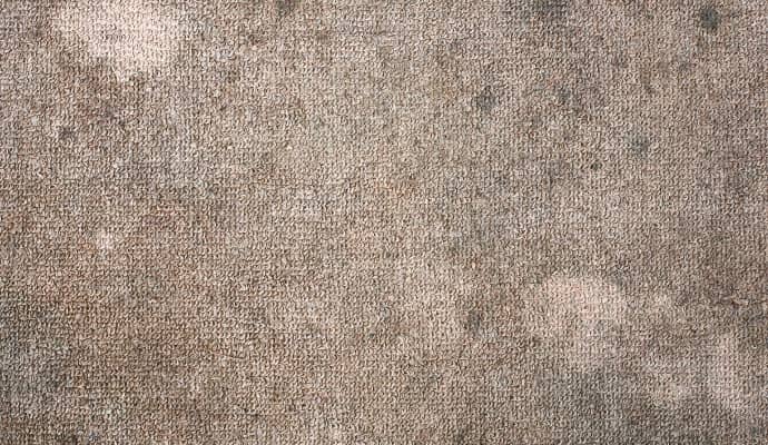 Mold damaged carpet