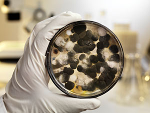 Mold Content