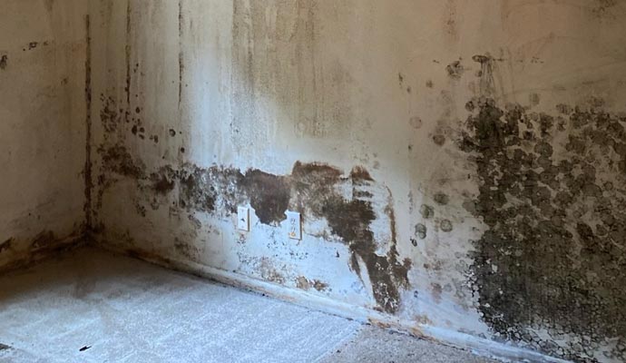 Moldy wall