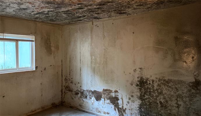 Moldy wall and ceiling