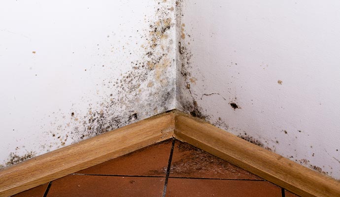 Moldy wall and floor