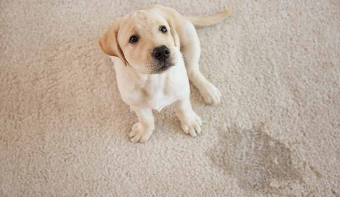 Puppy sitting near a stain on a light carpet