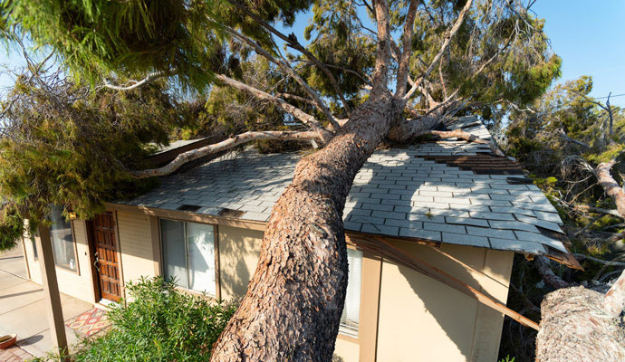 Large tree fallen onto residential roof causing severe structural damage