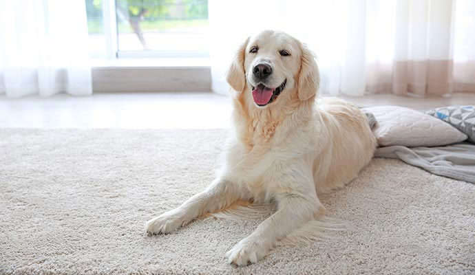 Golden retriever lying on light-colored carpet