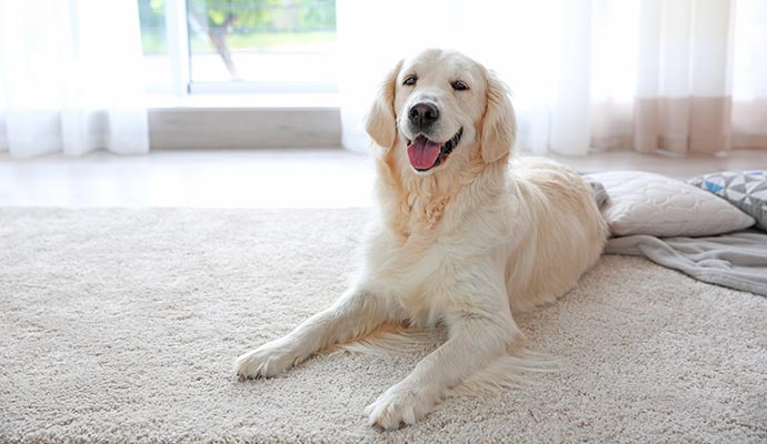 A pet dog lying down on a clean rug