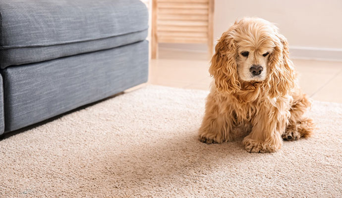 Pet urine stain and odor removal treatment