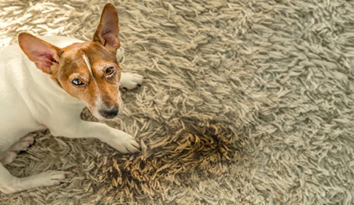 rug uv protection