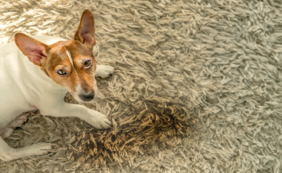 Rug stain protection