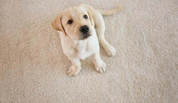A dog is sitting on the carpet