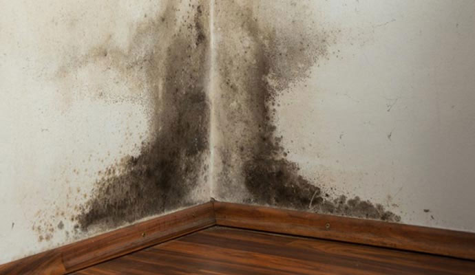 Corner of a room showing severe black mold growth on the white walls